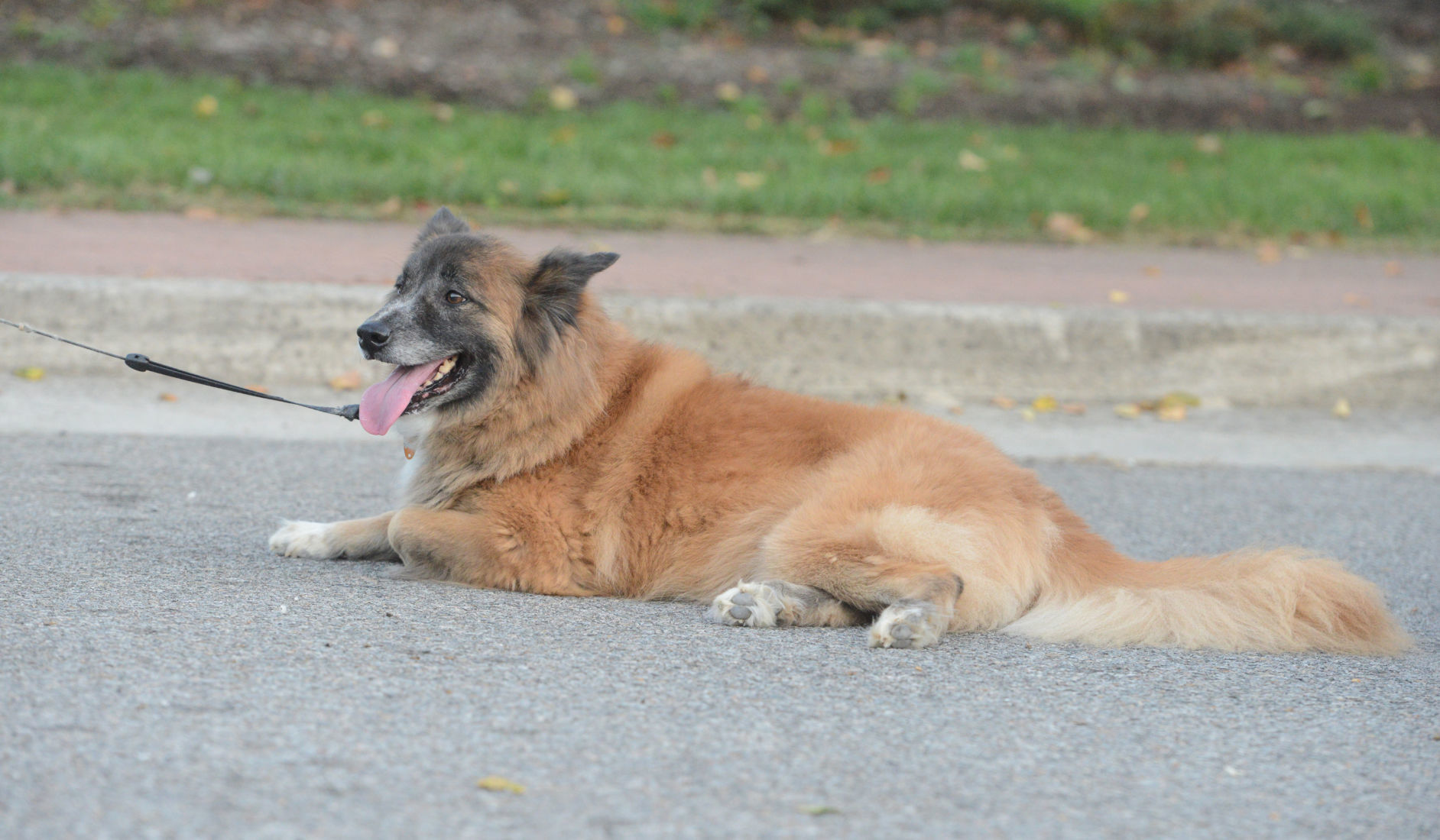 Barktober in Danville